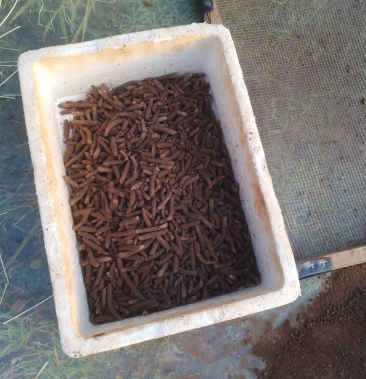 蚂蚱卵蚂蚱成虫四龄虫