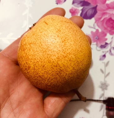 冷库暖尖把梨!老品种老味道!