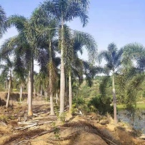 精品狐尾椰子树漳州种植基地苗农现货低价批发