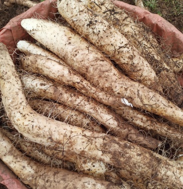 丽江优质牛腿山药货源充足