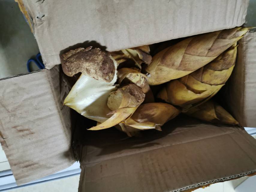 [黄泥冬笋批发]新鲜黄泥冬笋春笋现挖现发3两以上3斤包邮产地直销坏的