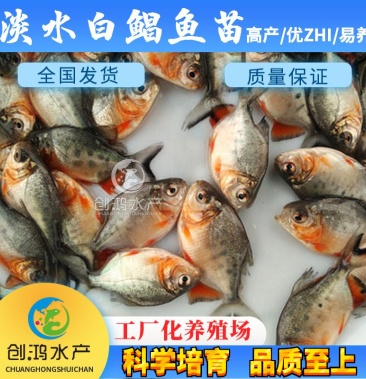 淡水养殖淡水白鲳鱼苗红白鲳鱼苗周期短效益大