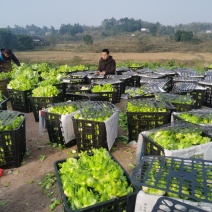 儿菜正在热销的精品货