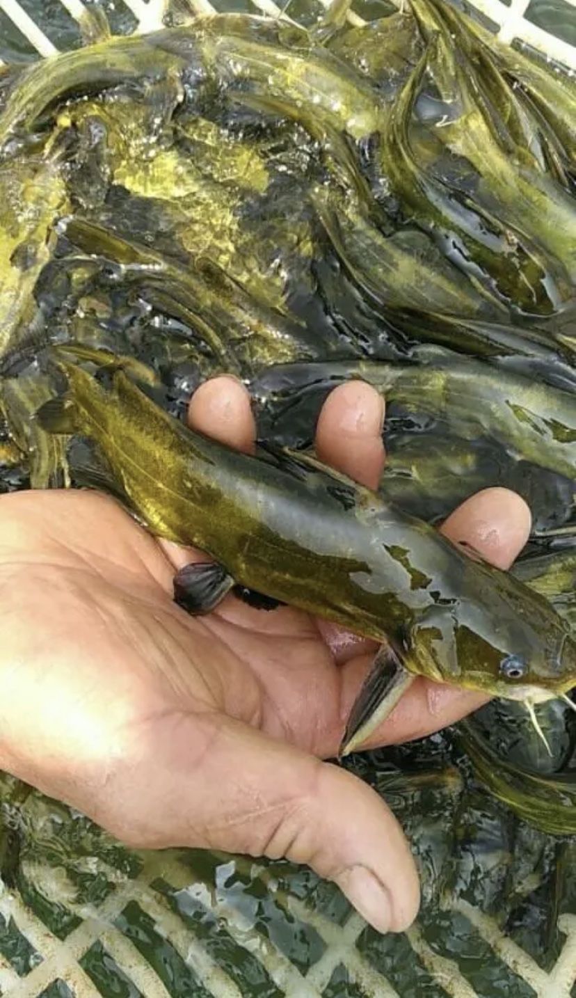 黄颡鱼黄辣丁黄骨鱼成品鱼