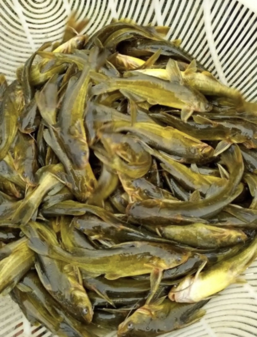 黄颡鱼黄辣丁黄骨鱼成品鱼