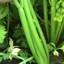 #热销推荐#芹菜，品质保证优良！大颗、中课，小颗