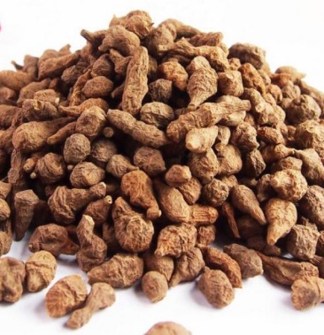 青藏高原自然生长蕨麻