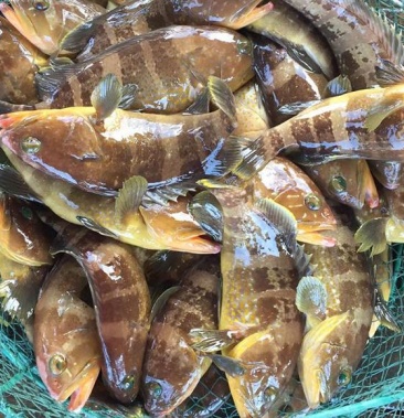 荐福建石斑鱼精品石斑鱼均重23斤个头肥美欢迎采购