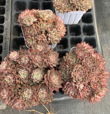 梦幻天使 多肉植物盆栽花盆规格85# 品质好 6元一盆