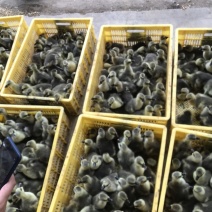 大种马岗鹅苗诚信商家优质靓苗长期供应量大从优