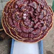 湘西超大灵芝盆景摆件，产地合作社种植欢迎各界同仁前来参观