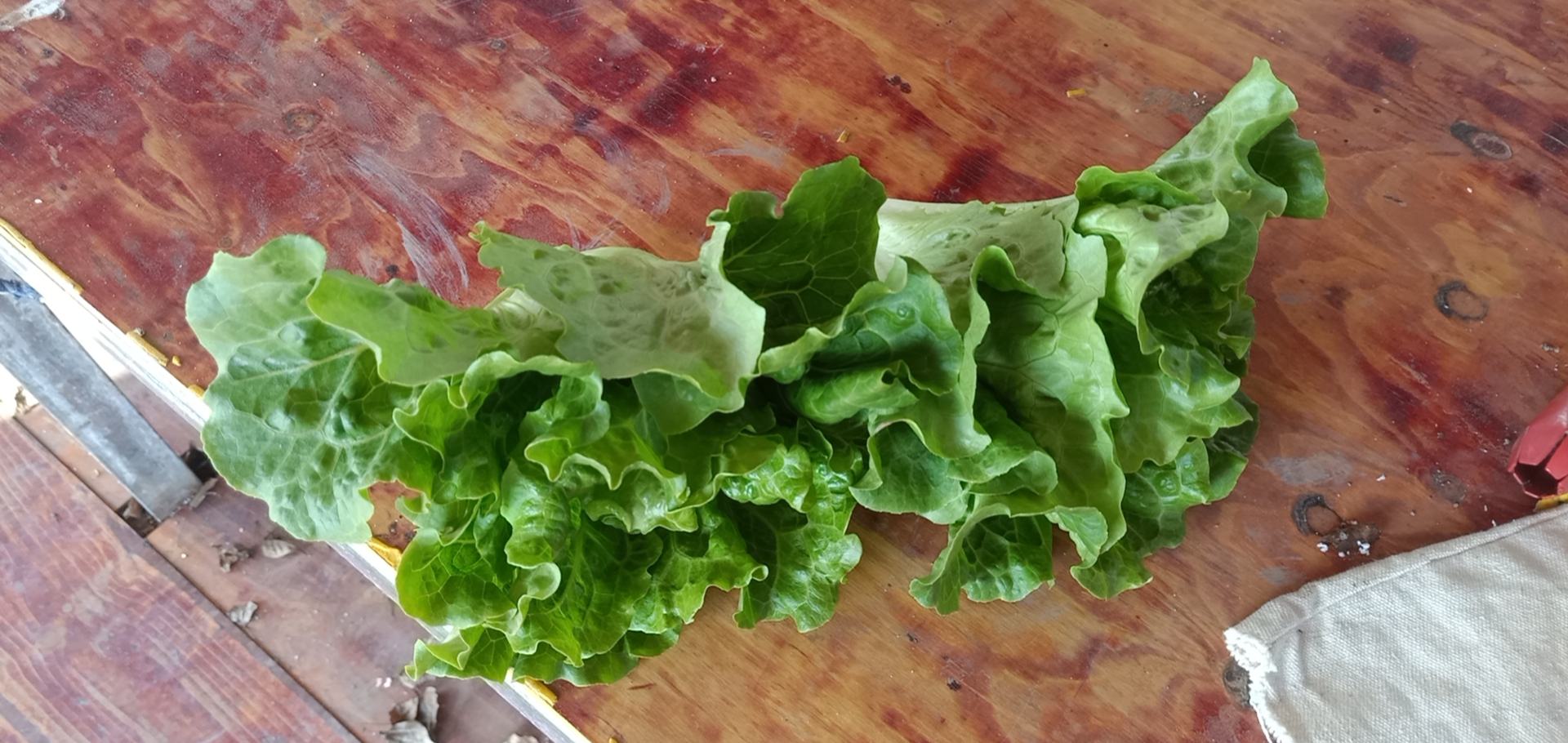 新鲜采摘的嫩绿白菜苔,呈现嫩茎与花蕾的自然形态 白菜苔新鲜采摘图