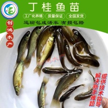 【热销推介】丁桂鱼苗欧洲丁鱥鱼苗丁桂鱼水花效益高