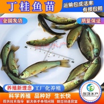 【热销推介】丁桂鱼苗欧洲丁鱥鱼苗丁桂鱼水花效益高