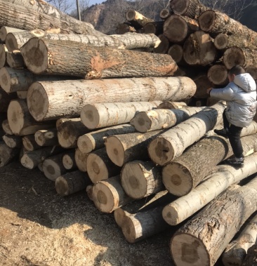 精品杨树原木/速生杨