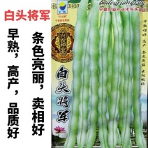 宁兴白头将军架豆四季豆种子高产无筋嫩白荚圆棍型芸豆种子