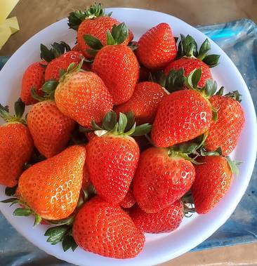 甜宝草莓和香野草莓图片