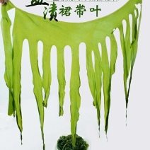 裙带菜叶火锅麻辣烫熬汤顺滑爽口海洋中珍品裙带菜叶包邮