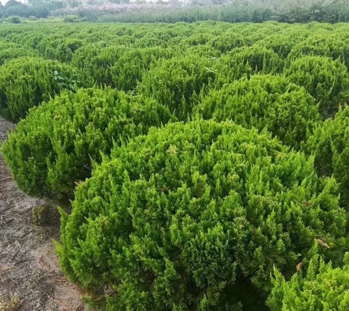 龙柏在园林绿化中的应用