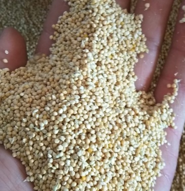 谷子晋谷21神谷13大量出售质量好