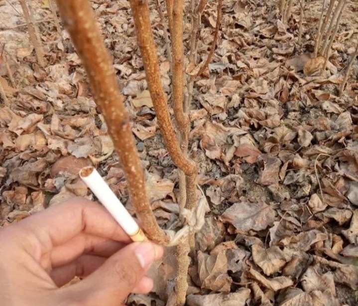 杏木表面涂抹木蜡油的过程图