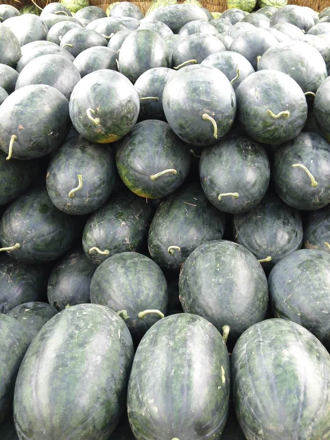 广西黑美人冰糖心西瓜