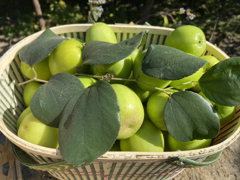 小青枣丰收场景