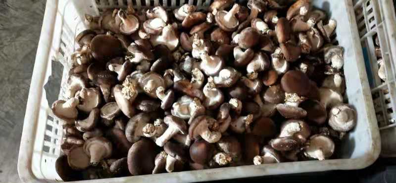 干香菇中的褐色虫害