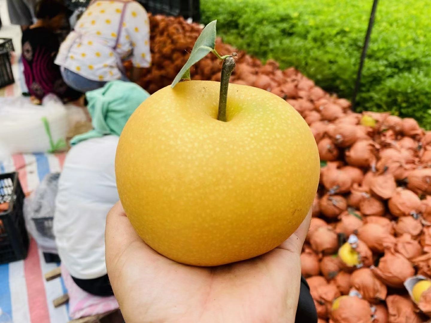 山东烟台秋月梨脆甜多汁5斤装整箱包邮年货必备一件代发