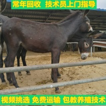 【合作养驴】买活驴免费送货提供养殖技术包成活