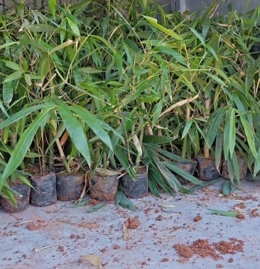 云南勃氏甜龙竹苗,二年出笋苗!亩产万元,包教技术!