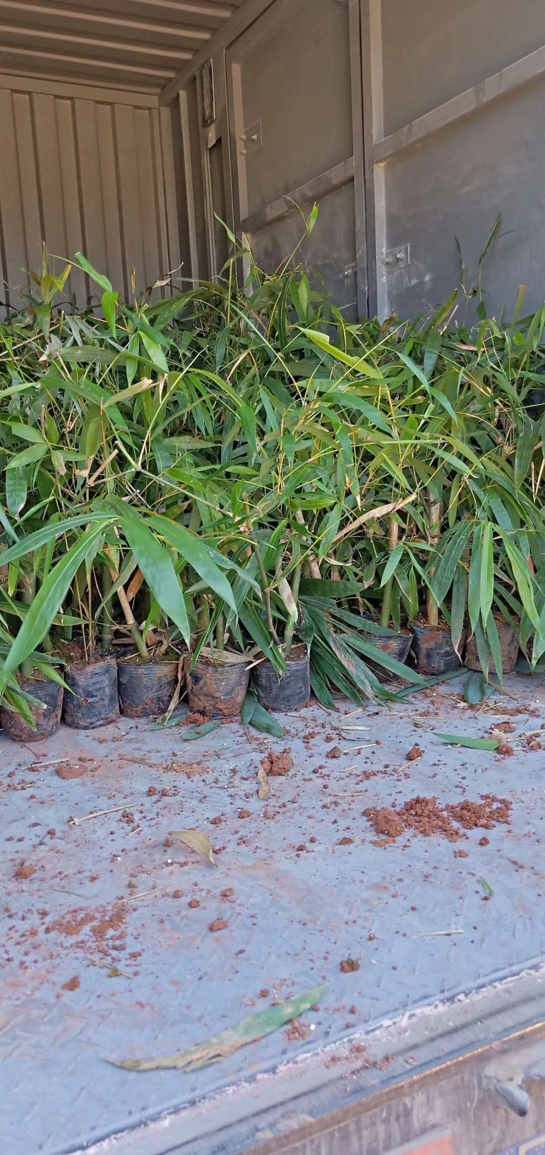 云南甜竹笋苗,当年出笋苗!亩产万元,包教技术!