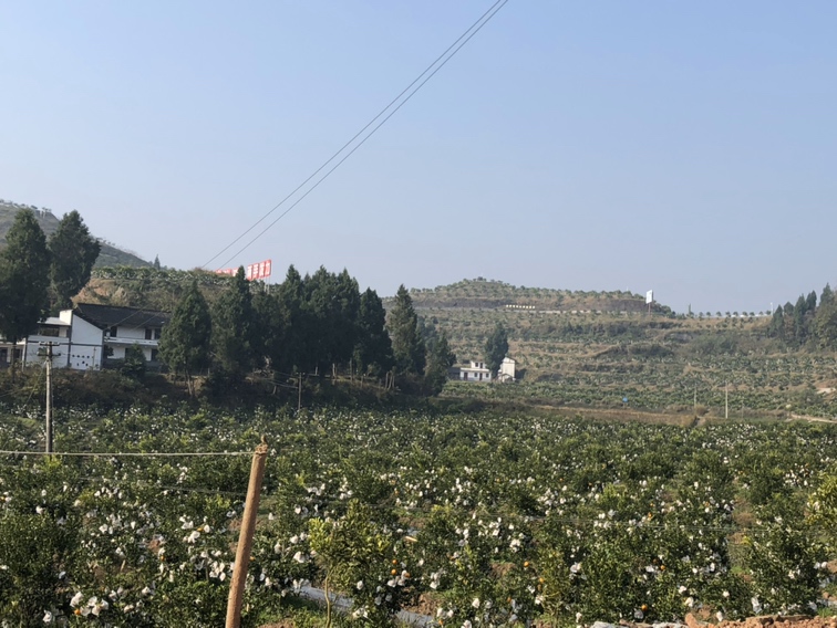 一片规模化种植的春见不知火柑橘果园,树冠整齐,枝头挂满橙红色果实,农民正在田间进行采收作业,背景可见远处山峦与晴朗天空,体现生态种植环境 四川眉山春见果园实景