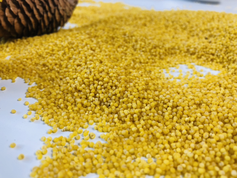 晋谷21号小米特写,展示其金黄色泽与饱满颗粒 晋谷21号小米特写