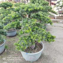 金华罗汉松高1.2米左右种植基地大量现货批发别墅绿化