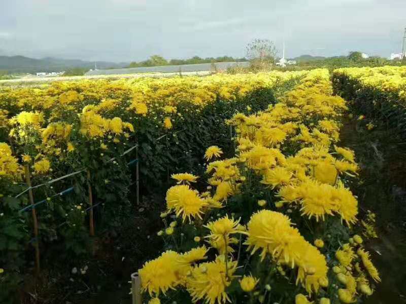 野菊花不同品种田间花期对比图