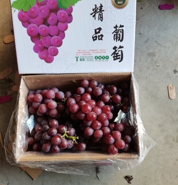 [巨峰葡萄批发]河北石家庄晋州巨峰葡萄精品礼盒产地直供货源充足质量
