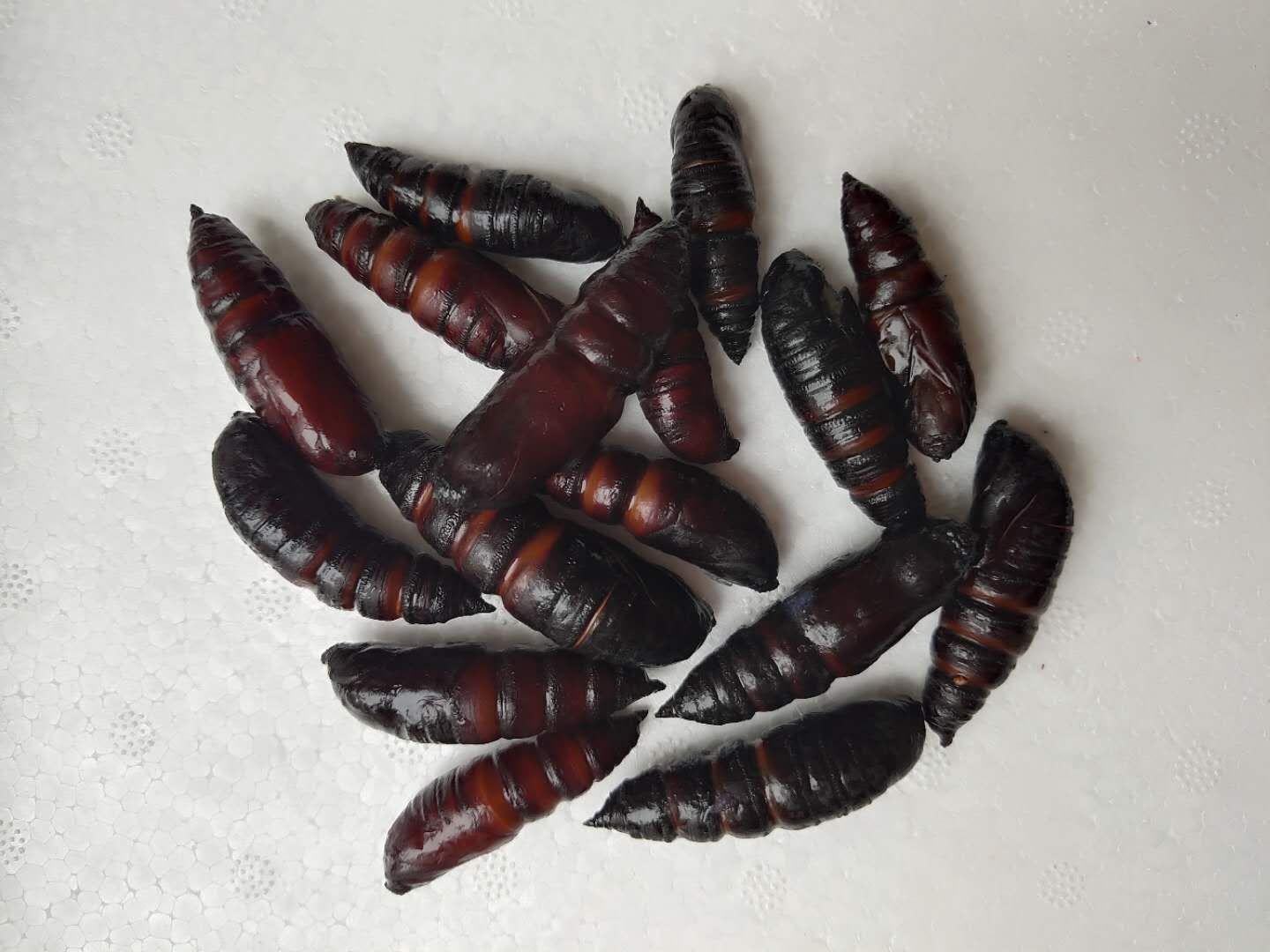 [虫蛹批发]豆虫蛹大蛹,蛹,蚕蛹,豆虫蛹新货,质量不错,大量供应,价格