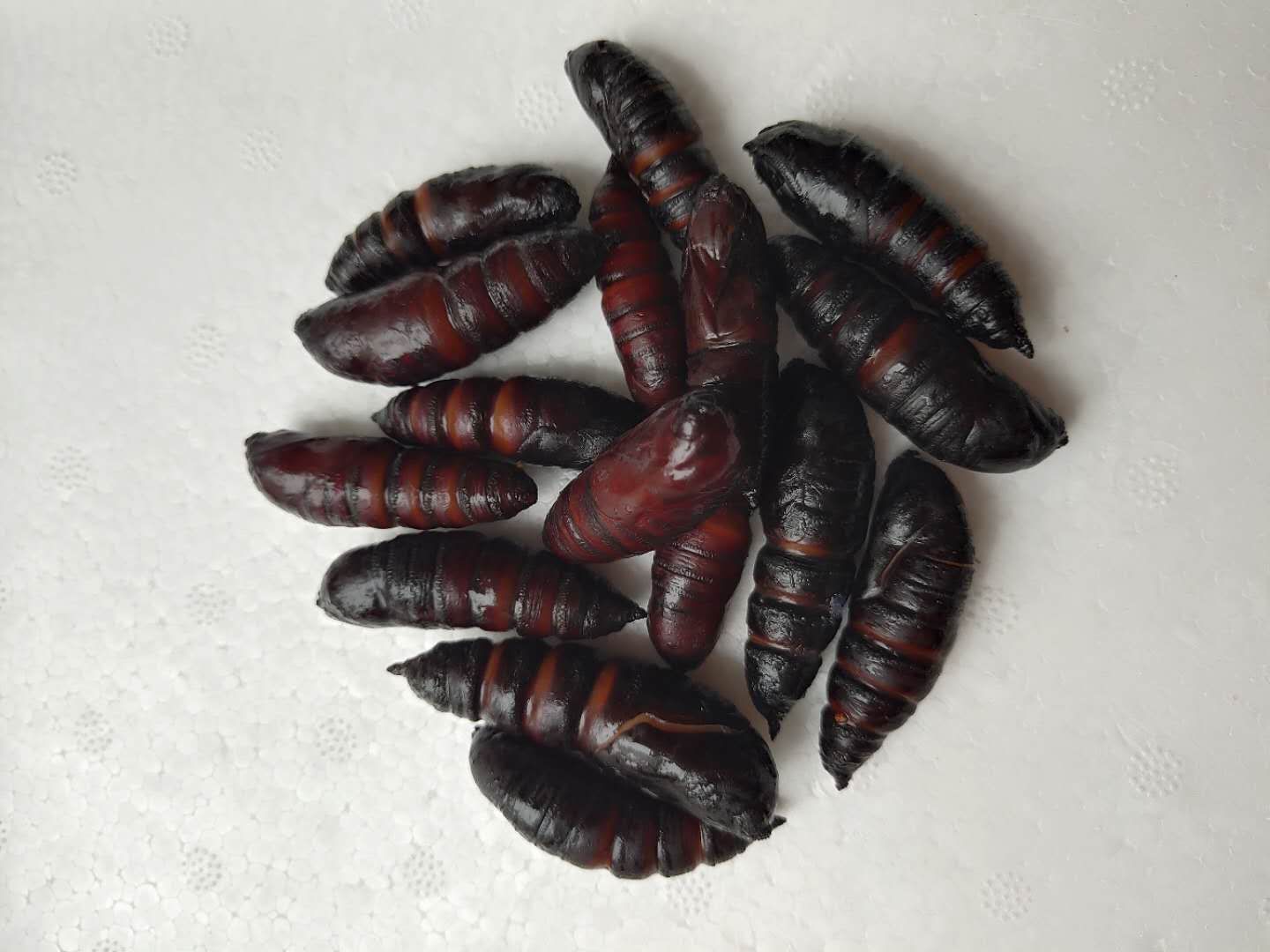 [虫蛹批发]豆虫蛹大蛹,蛹,蚕蛹,豆虫蛹新货,质量不错,大量供应,价格