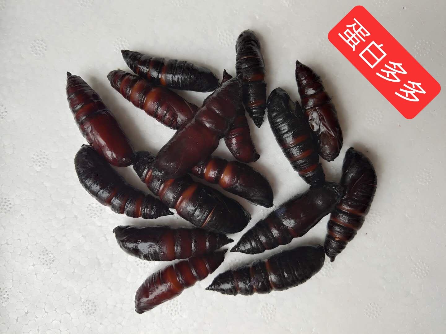 [虫蛹批发]豆虫蛹大蛹,蛹,蚕蛹,豆虫蛹新货,质量不错,大量供应,价格