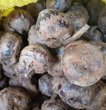 [荸荠批发]马蹄大量出广西桂林全州价格2.00元/斤 - 一亩田