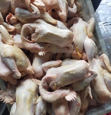 [白条鸡批发]清真精品蛋鸡白条,老母鸡白条,纯干净膛,接受定做价格10.