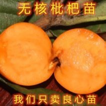 新品种《无核》枇杷树《速生生长结果快》枇杷树