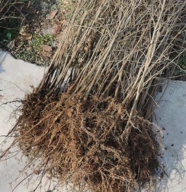 榉树小苗当年生小榉树苗看好立即起货