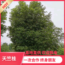 【热销】天竺桂天竹桂高低分支天竹桂成都天竹桂基地欢迎致电