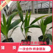 【热销】蒲葵花卉基地直供欢迎致电诚信代办