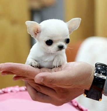 吉娃娃幼犬活体纯种超小型茶杯犬长不大袖珍苹果头家养宠物狗