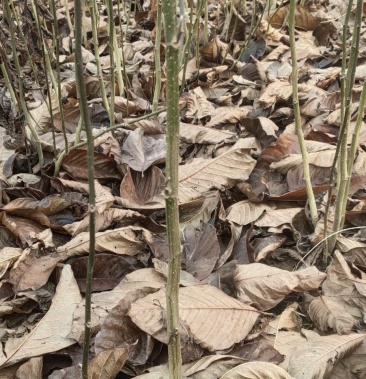 辛夷苗当年籽播苗健康无病虫害