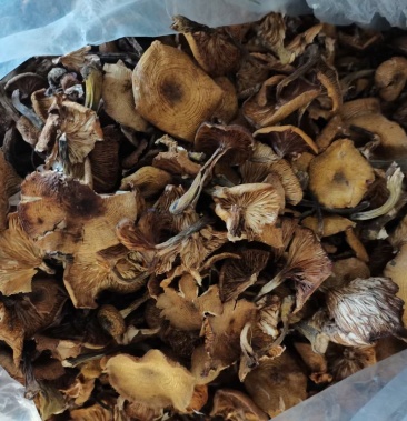 草榛蘑一级烘干精品货