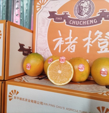 云南褚时健褚橙橙子褚橙礼盒装花斑果散果